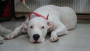 Kocaeli'de 400 yasaklı köpek kayıt altına altındı