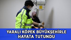 Yaralı köpek Büyükşehir’le hayata tutundu
