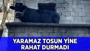Yaramaz tosun yine rahat durmadı