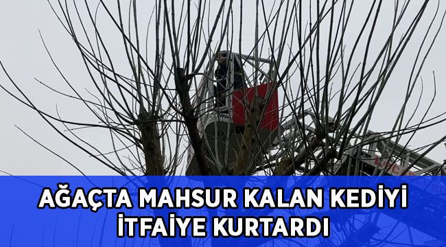 Ağaçta mahsur kalan kediyi itfaiye kurtardı