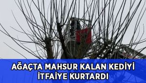Ağaçta mahsur kalan kediyi itfaiye kurtardı