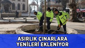 Asırlık çınarlara yenileri ekleniyor