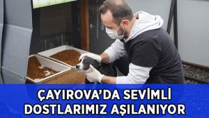Çayırova’da sevimli dostlar aşılanıyor