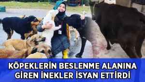 İnekler, hayvanseverleri isyan ettirdi