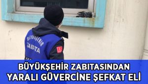 Zabıta’dan yaralı güvercine şefkat eli