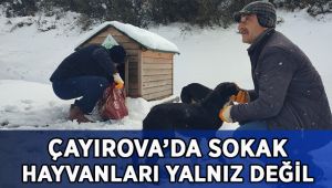 Çayırova’da sokak hayvanları yalnız değil