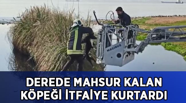 Derede mahsur kalan köpeği itfaiye ekipleri kurtardı