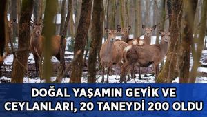 Doğal yaşamın geyik ve ceylanları, 20 taneydi 200 oldu