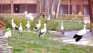 Düşkün leyleklerin sayısı her geçen gün artıyor