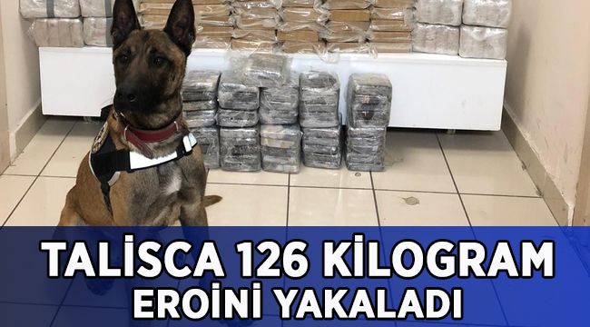 Otobüsün tavanında gizlenen 126 kilo eroini 'Talisca' buldu