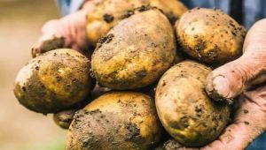 26 ilde patatesle ilgili karantina uygulanıyor