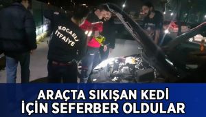 Araçta sıkışan kedi için seferber oldular