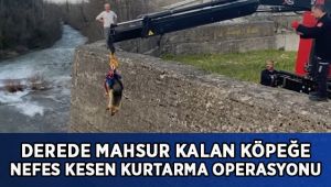 Derede mahsur kalan köpeğe nefes kesen kurtarma operasyonu