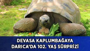 Devasa kaplumbağaya 102. yaş sürprizi