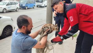 Duvara sıkışan kediyi Büyükşehir İtfaiyesi kurtardı