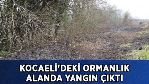 Kocaeli'de ormanlık alanda yangın çıktı