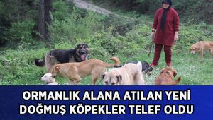 Ormanlık alana atılan yeni doğmuş köpekler telef oldu