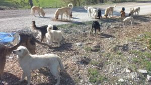 Ormanlık alana bırakılan onlarca köpek koyunu telef etti