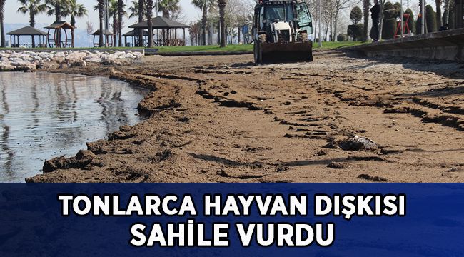 Tonlarca hayvan dışkısı sahile vurdu