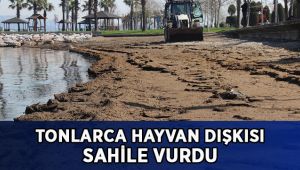 Tonlarca hayvan dışkısı sahile vurdu