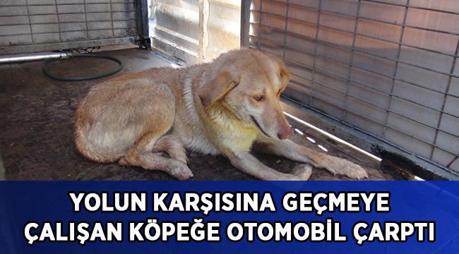 Yolun karşısına geçmeye çalışan köpeğe otomobil çarptı