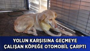 Yolun karşısına geçmeye çalışan köpeğe otomobil çarptı