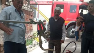 2 metrelik yılanı görünce neye uğradıklarını şaşırdılar