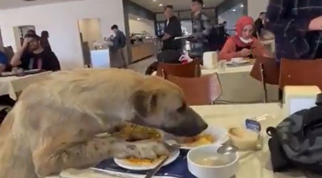 Aç kalan köpek yemekhaneye dadandı!