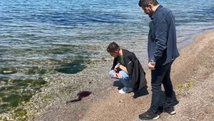 İzmit Körfezi'ni 'Pusula denizanaları' bastı