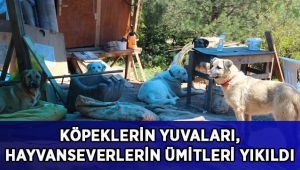 Köpeklerin yuvaları, hayvanseverlerin ümitleri yıkıldı