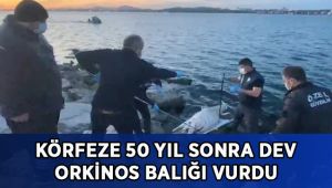 Körfeze 50 yıl sonra dev orkinos balığı vurdu