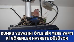 Kumru yuvasını öyle bir yere yaptı ki görenler hayrete düşüyor