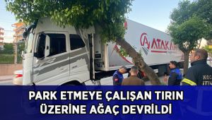 Park etmeye çalışan tırın üzerine ağaç devrildi