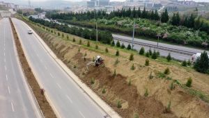 Şehir Hastanesi yolu ağaçlarla donatılıyor