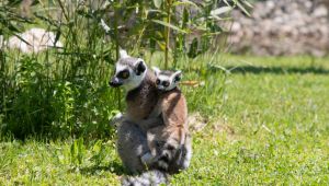 Yavru lemur, Ormanya ailesine katıldı