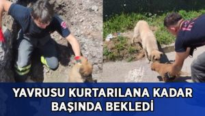 Yavrusu kurtarılana kadar başında bekledi