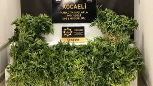Dağlık alanda ekili 513 kök Hint keneviri ele geçirildi