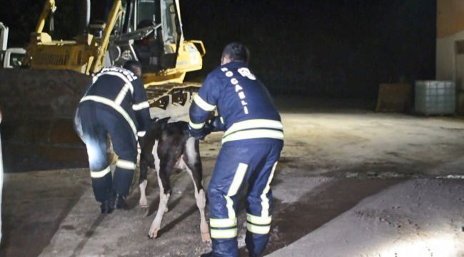 Dereye düşen buzağılar için seferber oldular