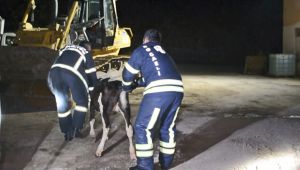 Dereye düşen buzağılar için seferber oldular