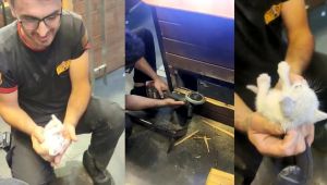 Kolon arasında mahsur kalan kedi için seferber oldular