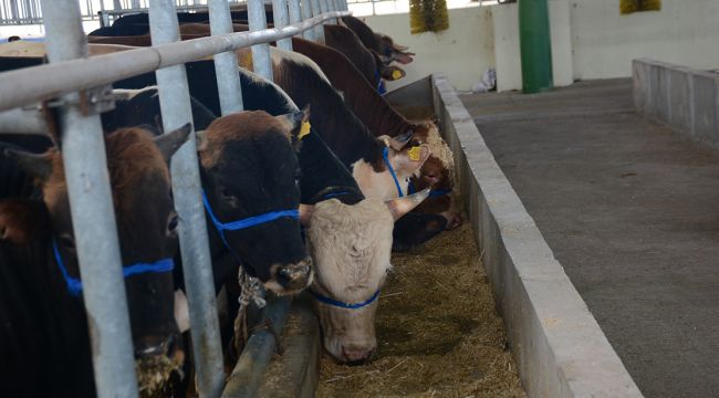 Kurbanlık hayvanlar pazardaki yerlerini aldı
