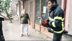 Mahsur kalan martıya itfaiyeden kurtarma operasyonu