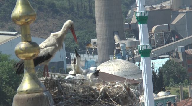 Yıllardır aynı camiye yuva yapan leylek ailesi