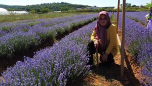 Gebze’nin tek lavanta bahçesi görenleri mest ediyor