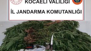 Kamu arazisine kenevir ekti!