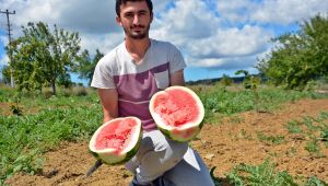 Kocaeli’de üretilen karpuz, Diyarbakır ve Adana'ya rakip oldu