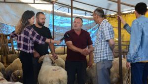Kurbanlık büyükbaşlar satıldı!