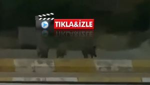 Kocaeli'de domuzlar şehre indi