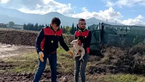 Çukura düşen yavru köpeği A Takımı kurtardı