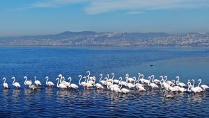 Göç etmeyen flamingoların görsel şöleni